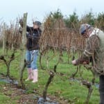 Vine pruning at Oatley